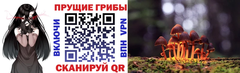 Купить где  Новокубанск  Псилоцибиновые грибы мицелий 